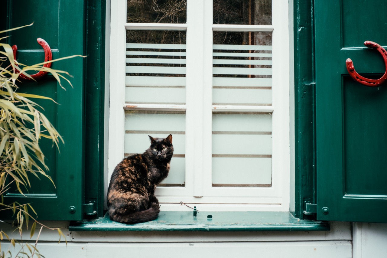 A cat sitting beside white shutters in a green window frame