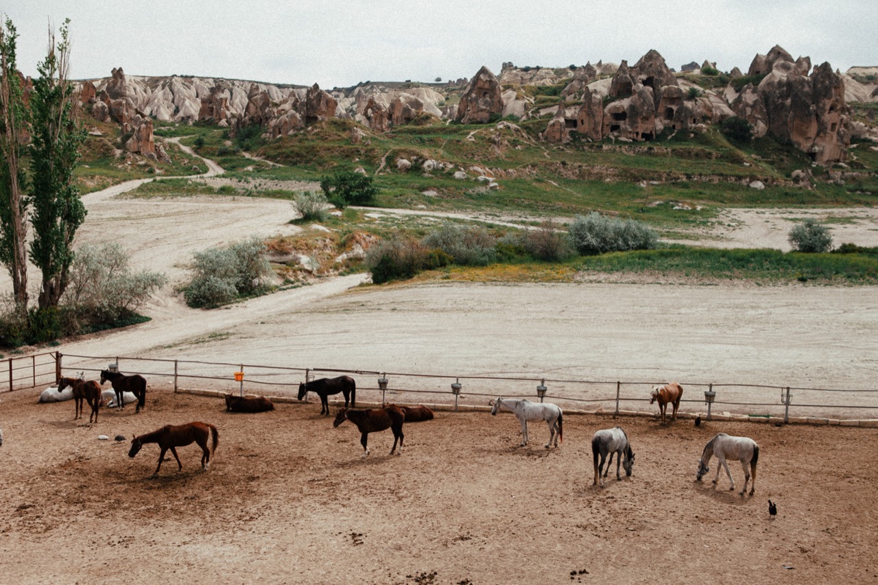 Horses in a sandy enclosure beneath an eroded rocky hillside