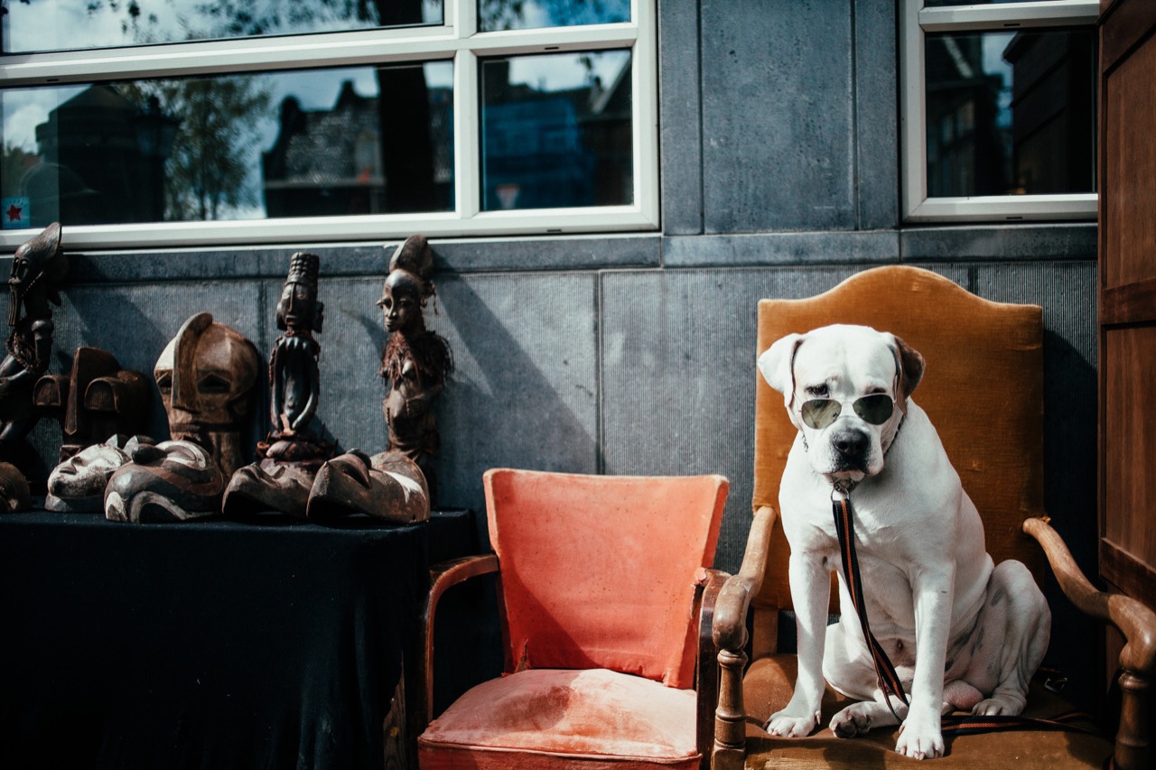 A dog sitting on an orange chair beside cafe visitors