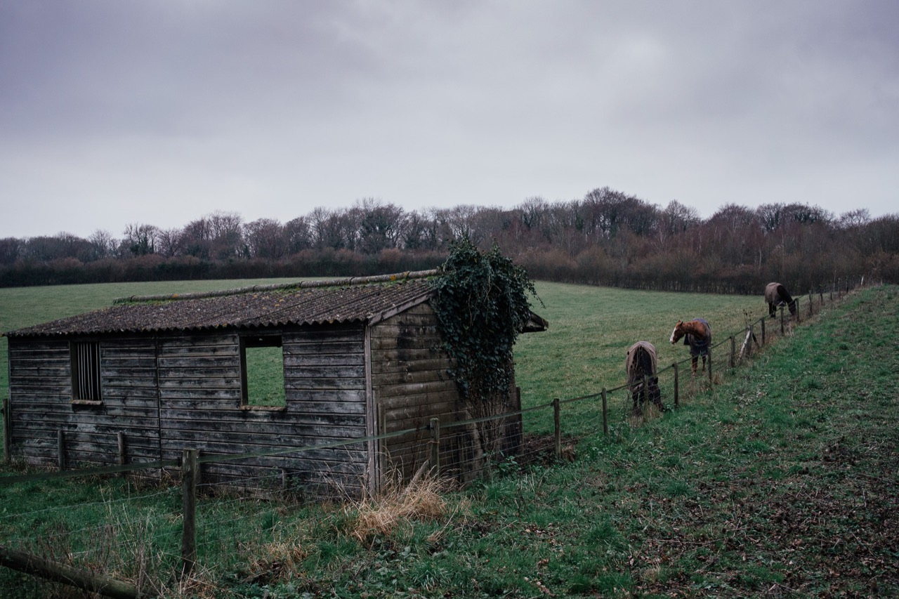 A weathered wooden shelter and grazing animals under an overcast sky