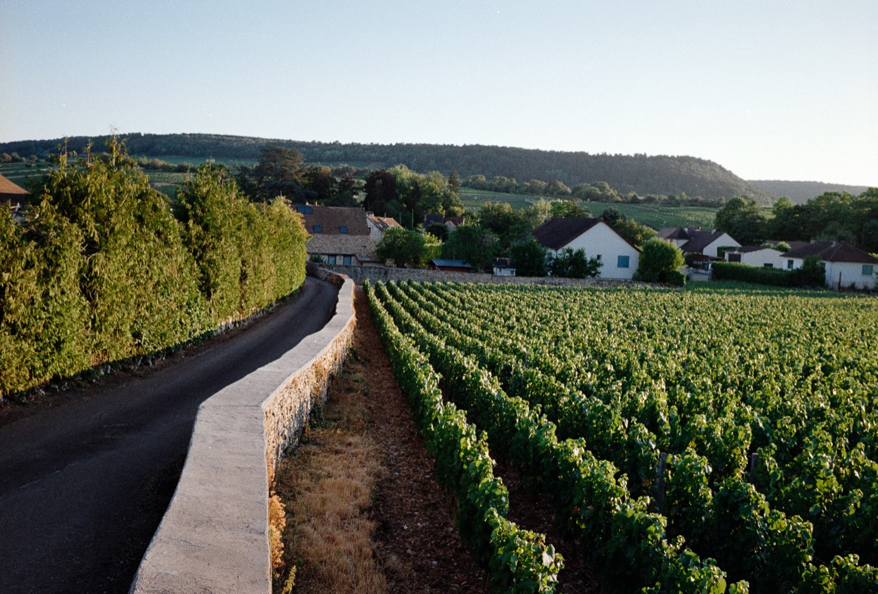 Rows of green vines beside a stone wall and a narrow country lane