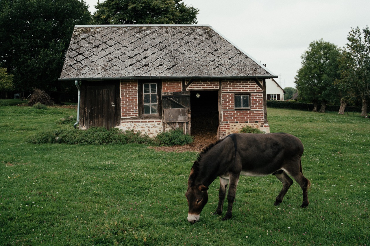 A dark horse grazing in front of a small wooden cottage