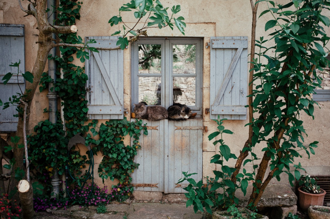 Plants climbing around a pale shuttered window in a pink wall